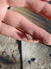 Eleutherodactylus johnstonei