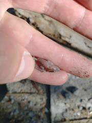 Eleutherodactylus johnstonei