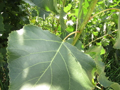 Populus × canadensis