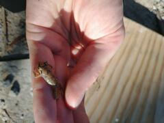 Eleutherodactylus johnstonei