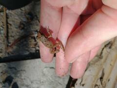 Eleutherodactylus johnstonei