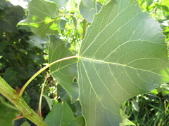 Populus × canadensis