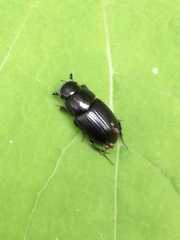 Aphodiinae
