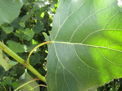 Populus × canadensis
