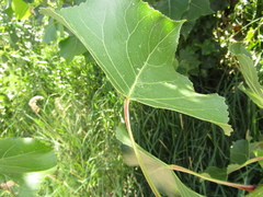 Populus × canadensis