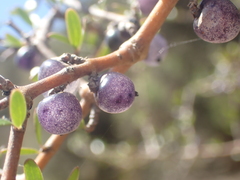 Coprosma propinqua propinqua