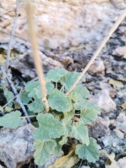 Sphaeralcea fendleri