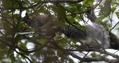 Sciurus stramineus
