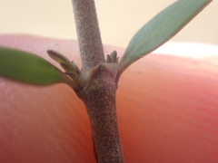 Coprosma propinqua propinqua