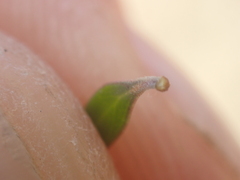 Coprosma propinqua propinqua