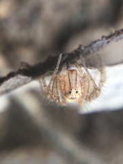 Oxyopes aglossus