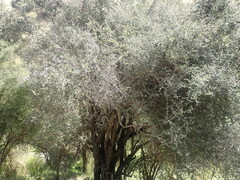 Coprosma propinqua propinqua
