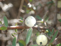 Coprosma propinqua propinqua