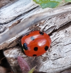 Coccinella algerica