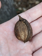 Carya tomentosa
