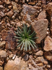 Lewisia rediviva
