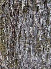 Carya tomentosa