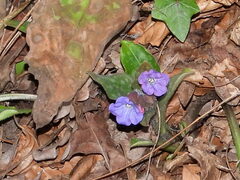 Pulmonaria officinalis
