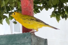 Sicalis flaveola