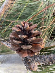 Pinus thunbergii