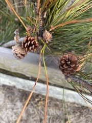 Pinus thunbergii