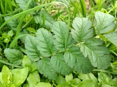 Erodium moschatum