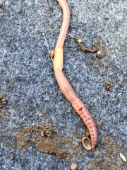 Lumbricus rubellus
