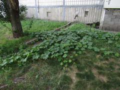 Vitis vinifera vinifera