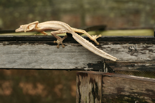 Lined Flat-tail Gecko