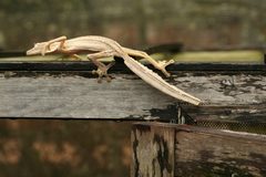 Lined Flat-Tail Gecko photo 2