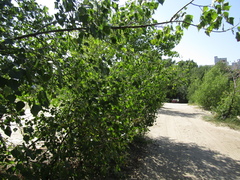 Populus nigra nigra