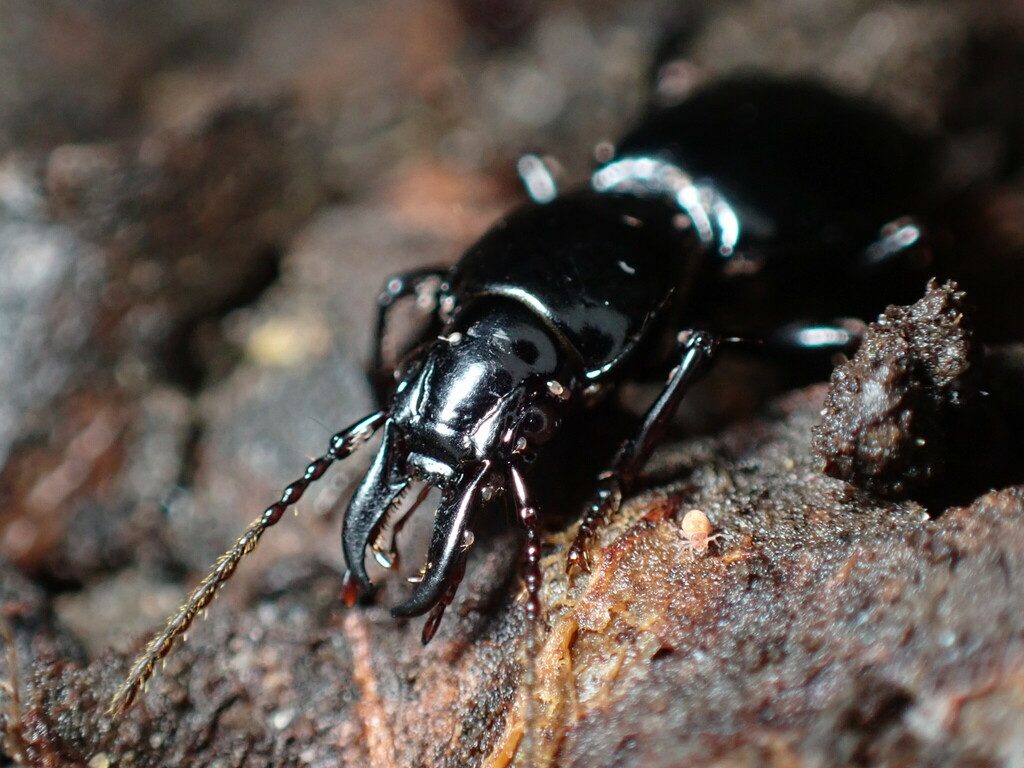 Promecognathinae