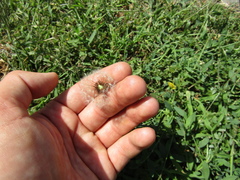 Taraxacum proximum