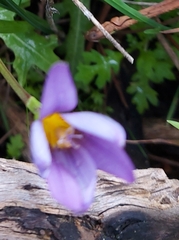 Romulea columnae