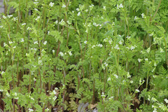 Anthriscus caucalis