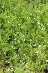 Anthriscus caucalis