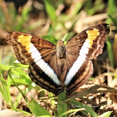 Doxocopa laurentia laurentia