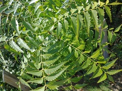 Azadirachta