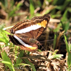 Doxocopa laurentia laurentia