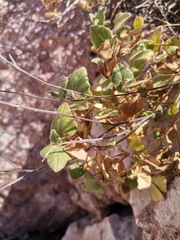 Aristolochia wrightii