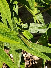 Ischnura aurora aurora