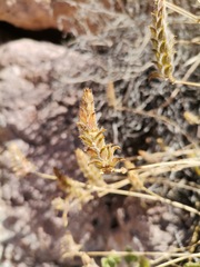 Tetramerium