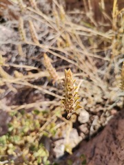 Tetramerium