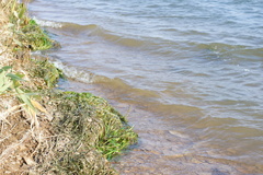 Vallisneria spiralis