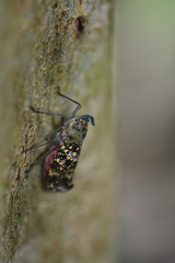 Enchophora sanguinea