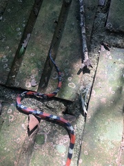 Oxyrhopus guibei