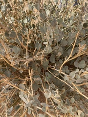 Pergularia tomentosa