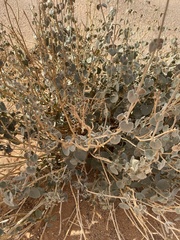 Pergularia tomentosa