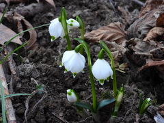Leucojum vernum