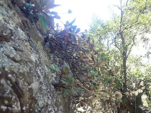 Image of Pachystegia rufa by (c) Paul Bell-Butler, some rights reserved (CC BY)